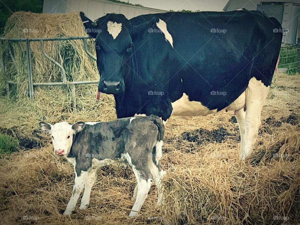 baby calf with momma