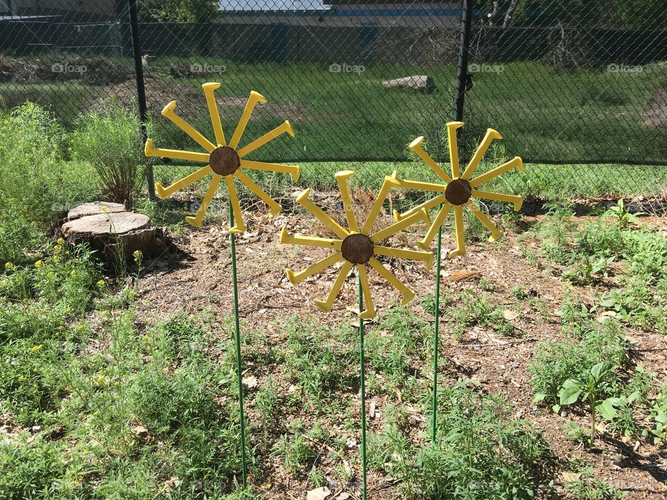 Metal sunflowers