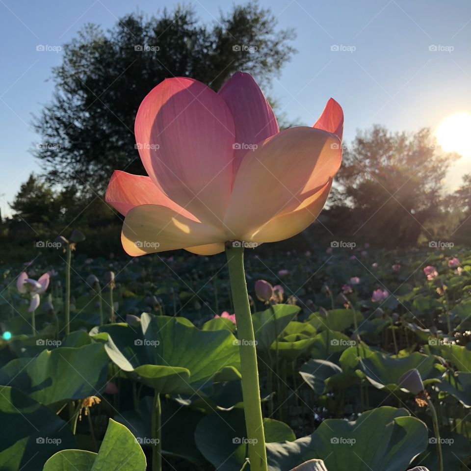 Lotus in the sunrays 