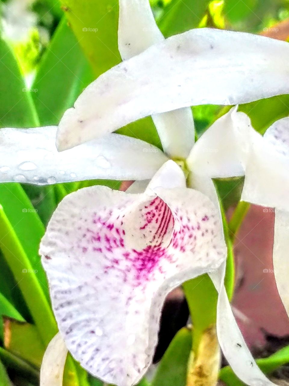 orquídea