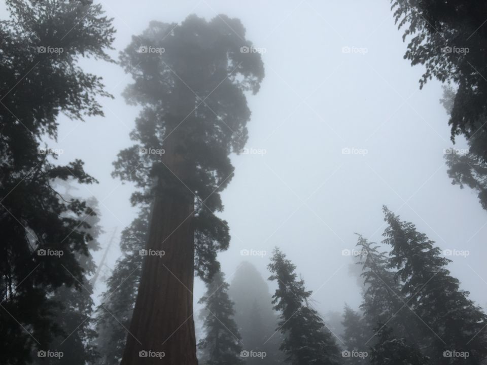 Tree, No Person, Wood, Outdoors, Fog