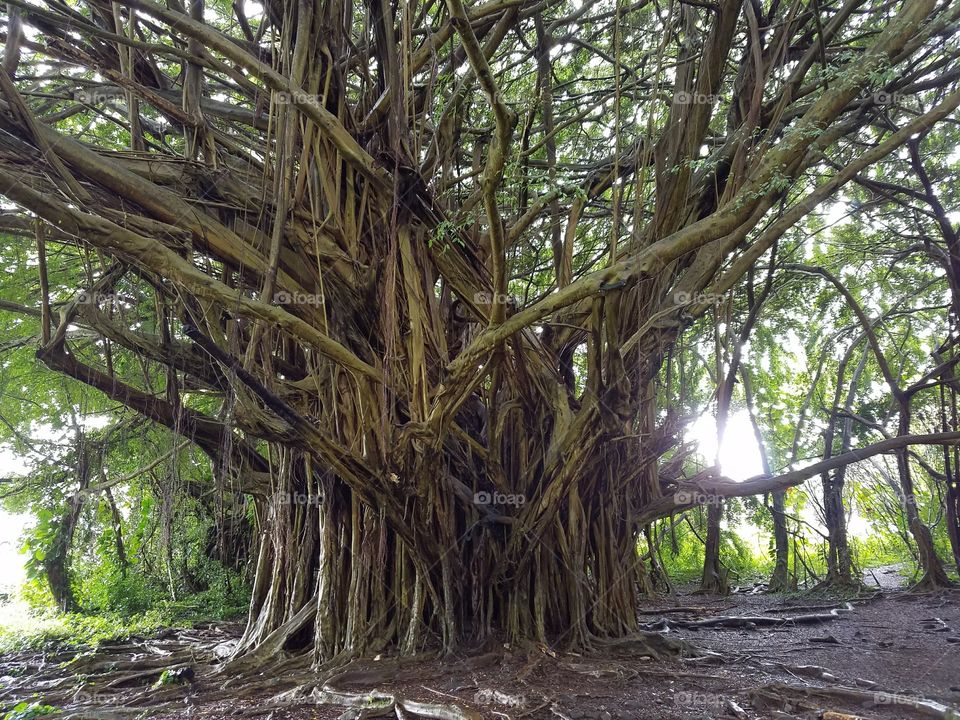 Banyan Tree in Hawaii