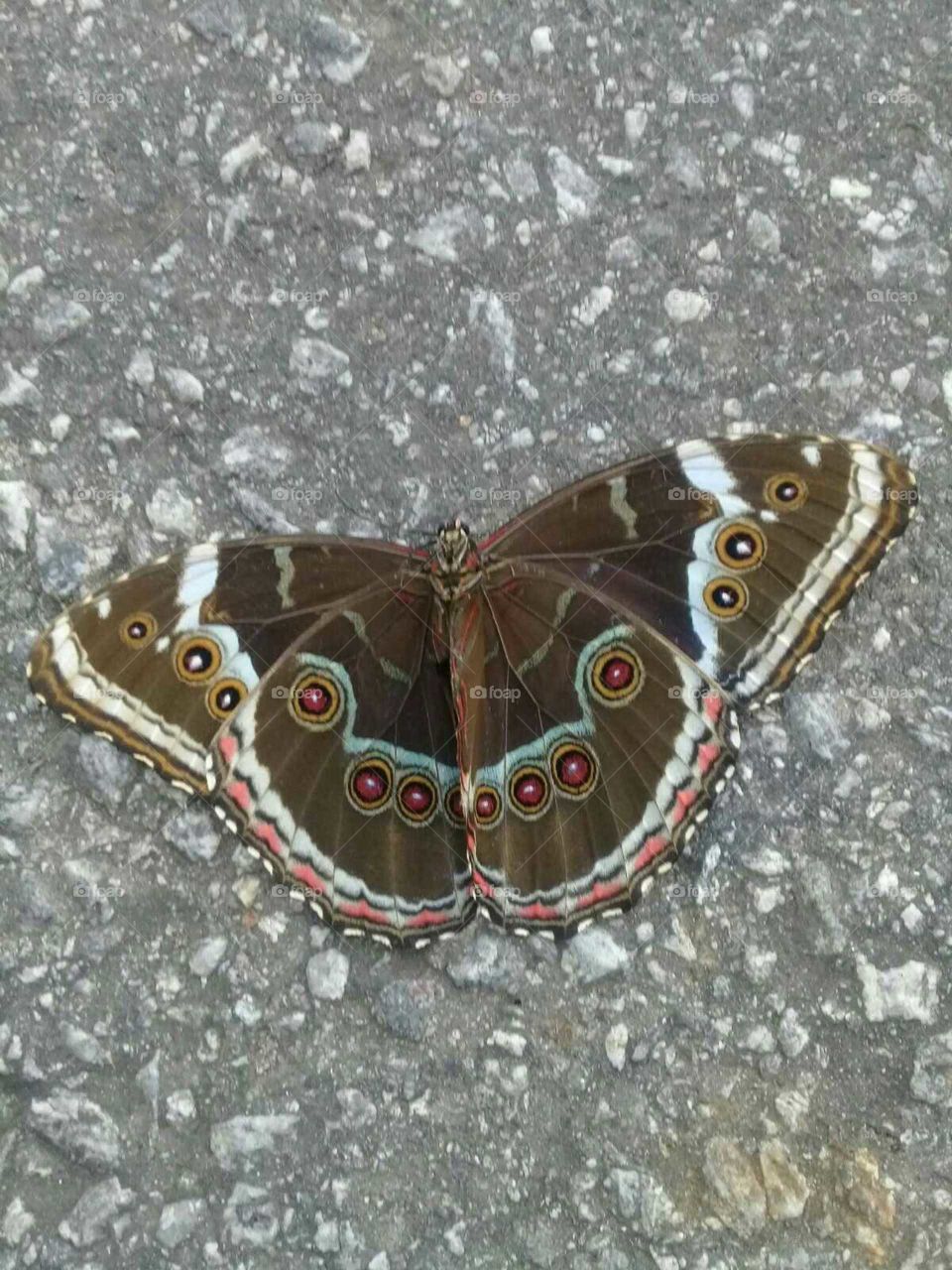borboleta