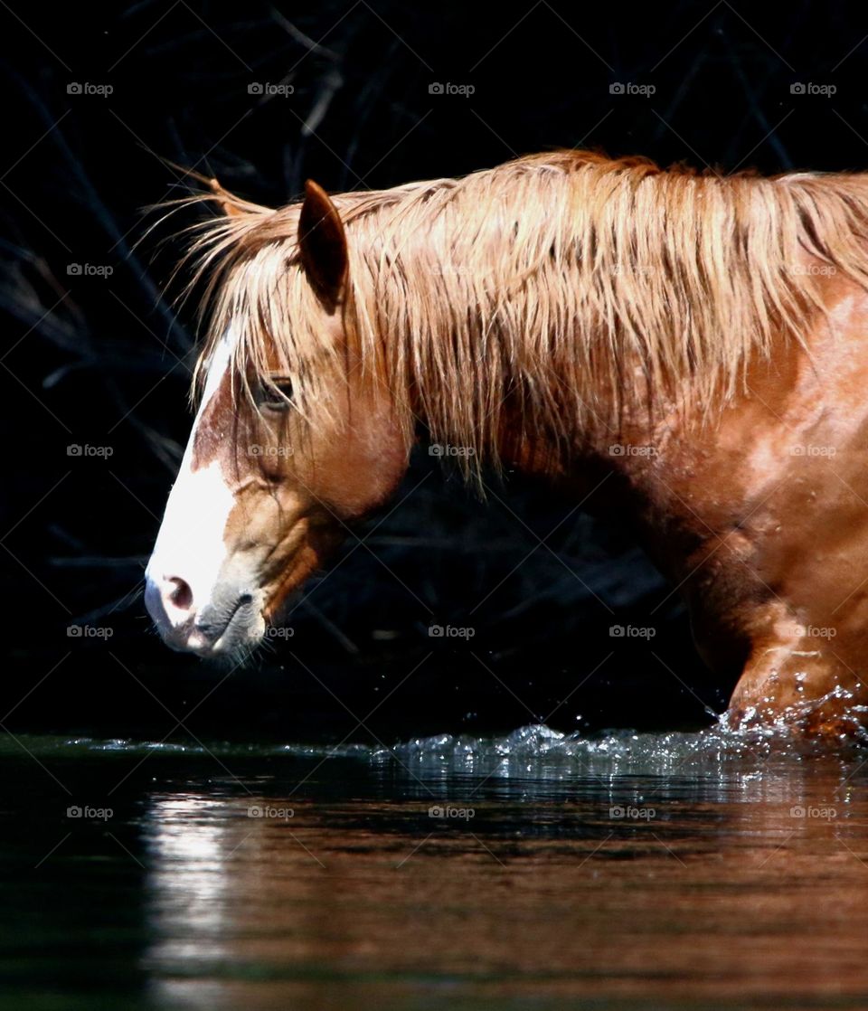 Wild Stallion in the River