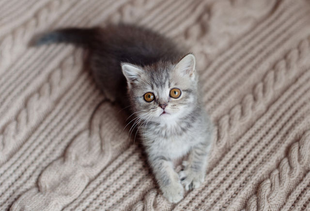 Kitten 