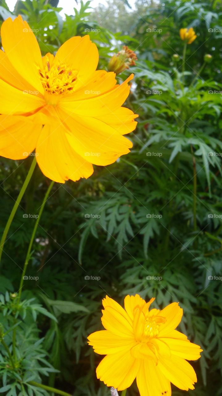 Nature, Flower, No Person, Summer, Flora