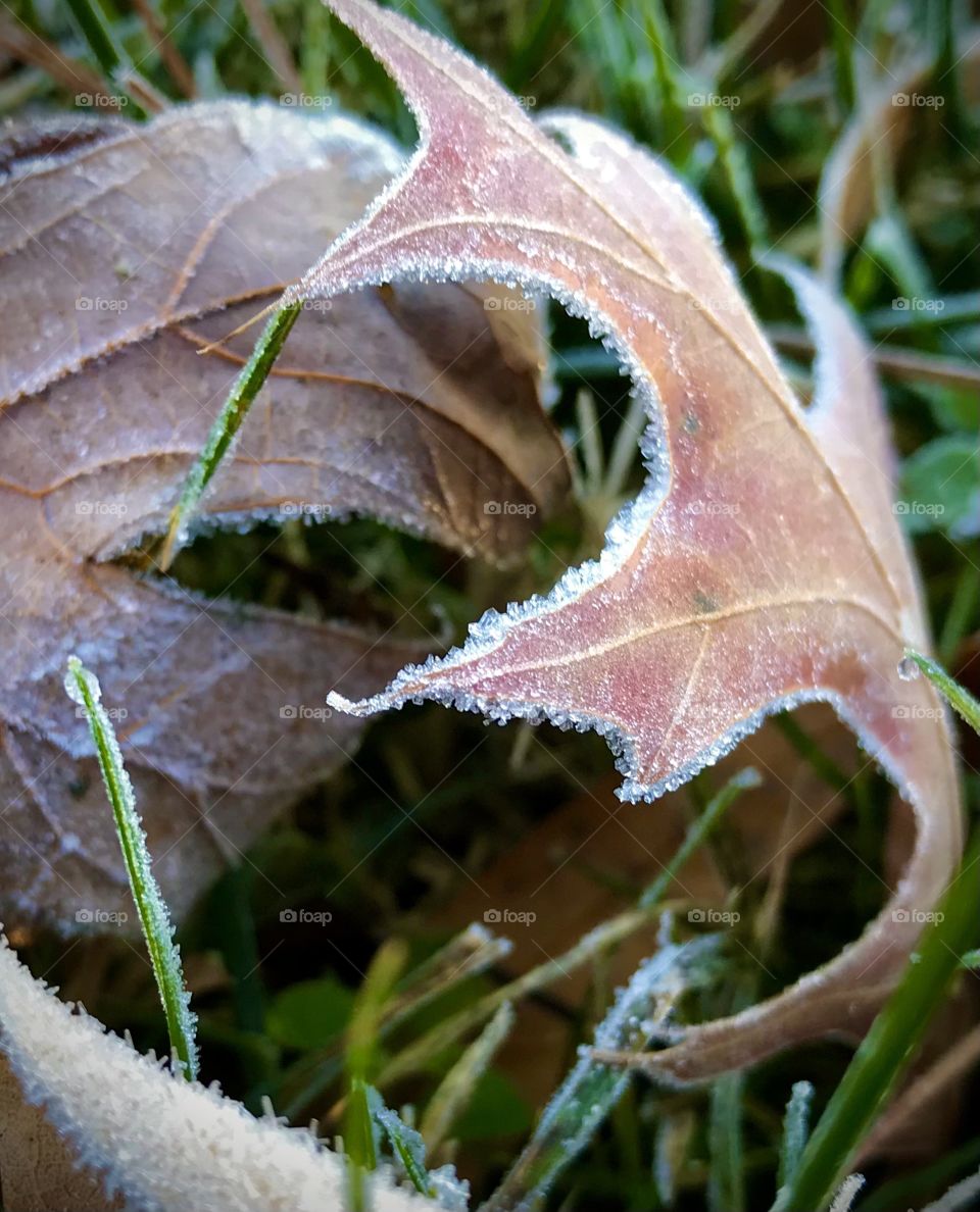 Leaves on the ground edged with frost