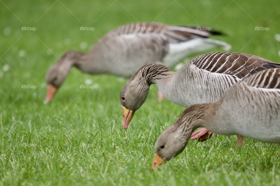Geese
