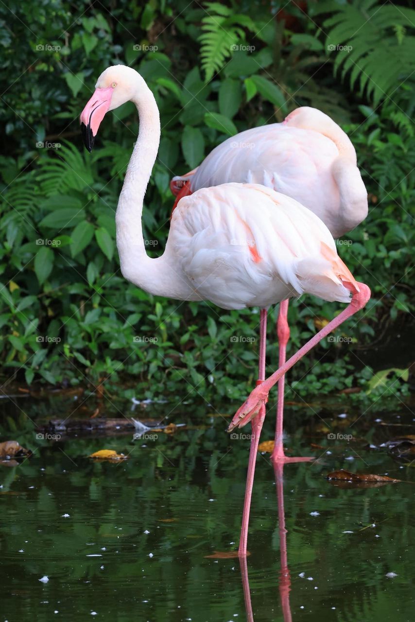 Beautiful and cute bird