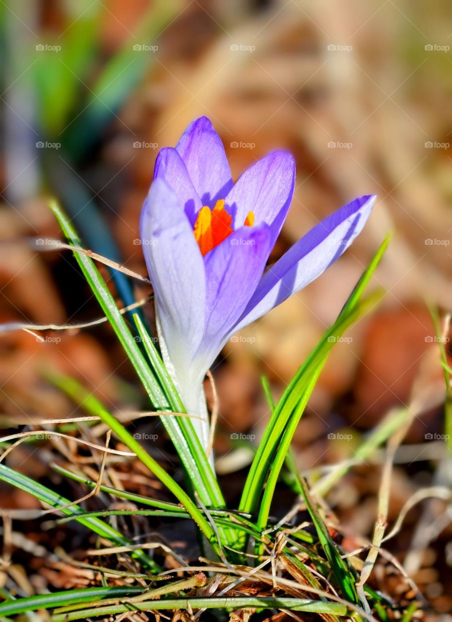 Crocus flowers