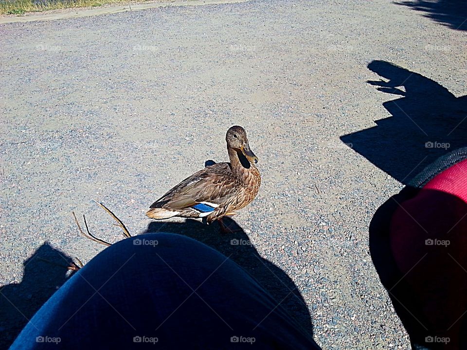 Duck. This duck came to bag for food