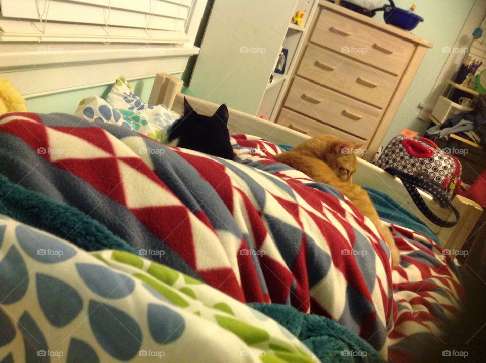 Cats in the bed