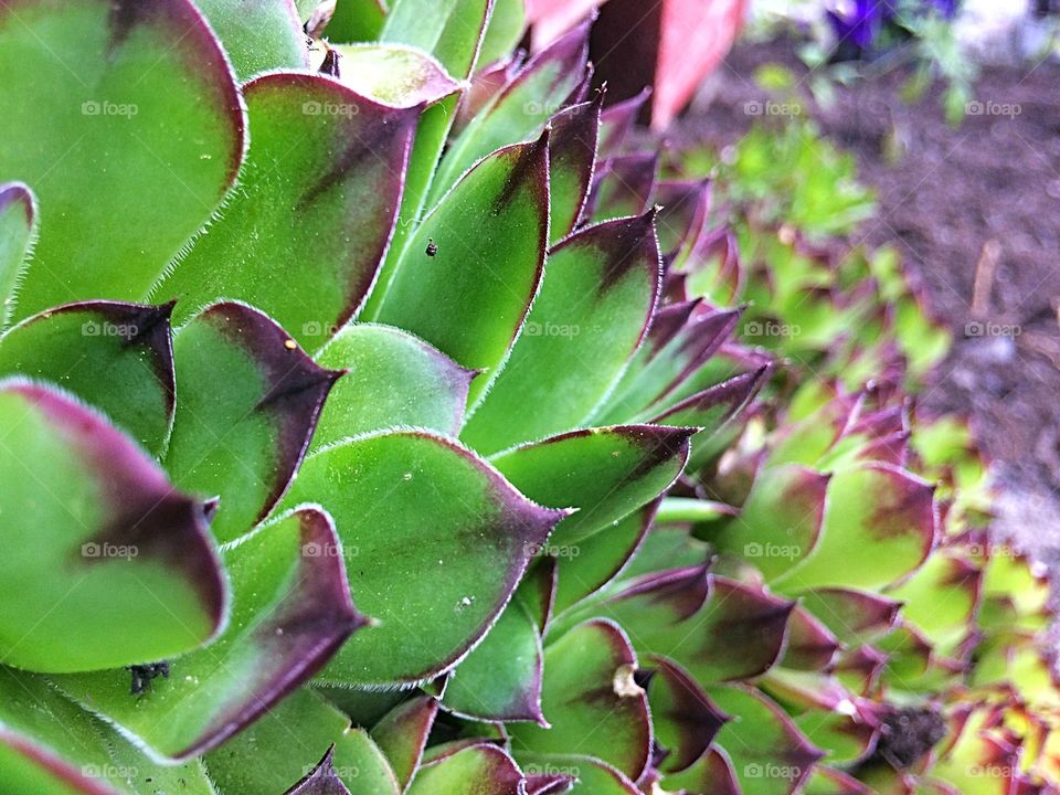 Desert Rose Hens and Chicks 