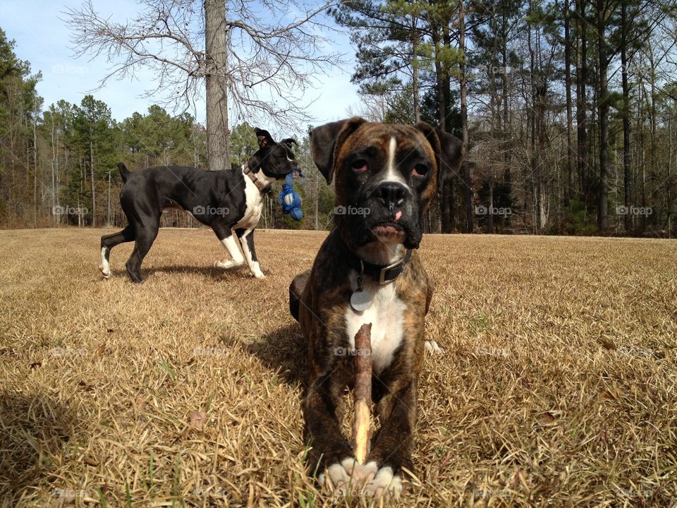 Playtime in the country, silly Boxers