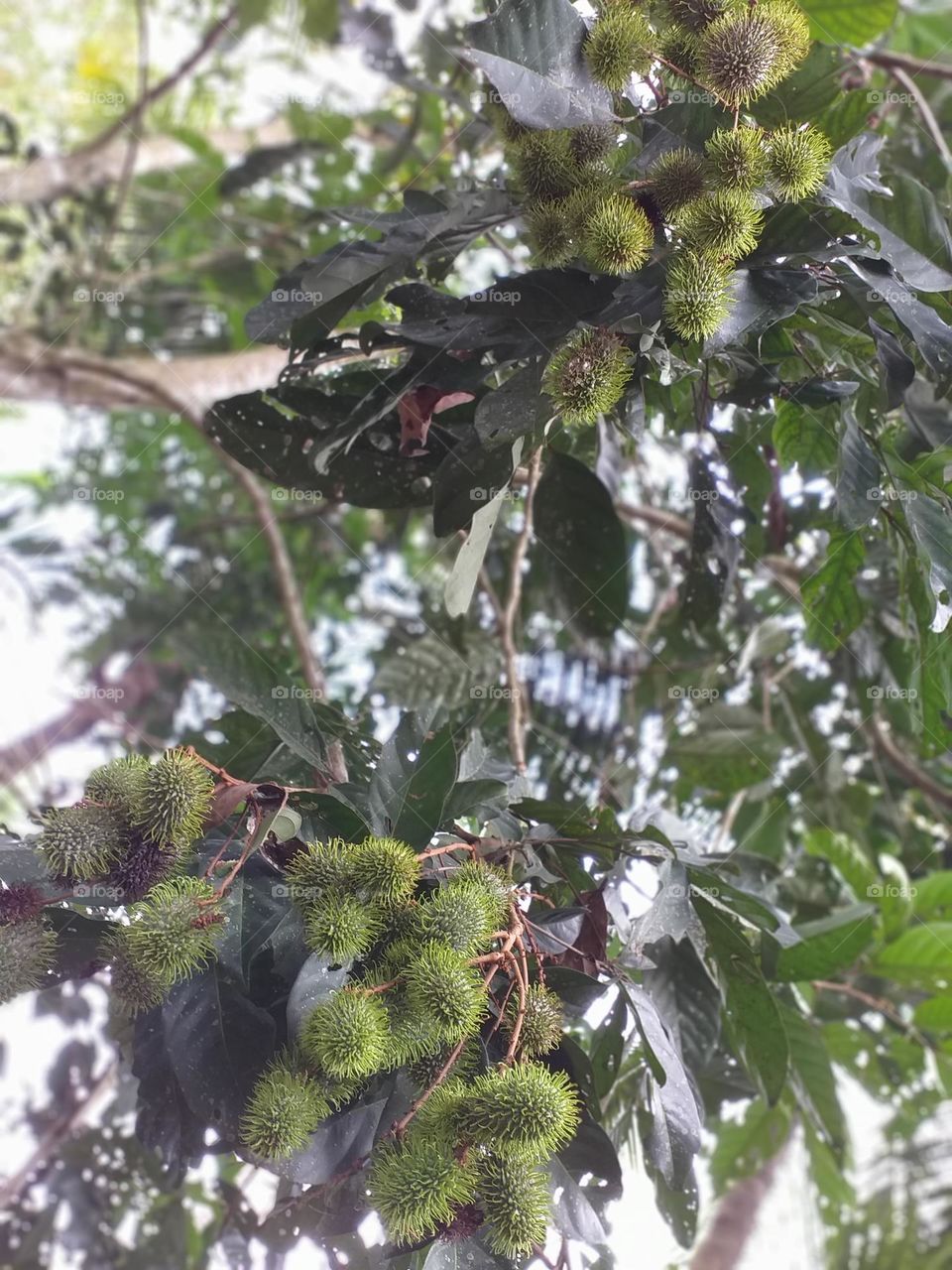 Rambutan