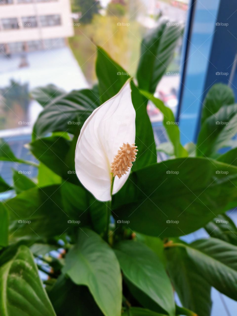 Office plant