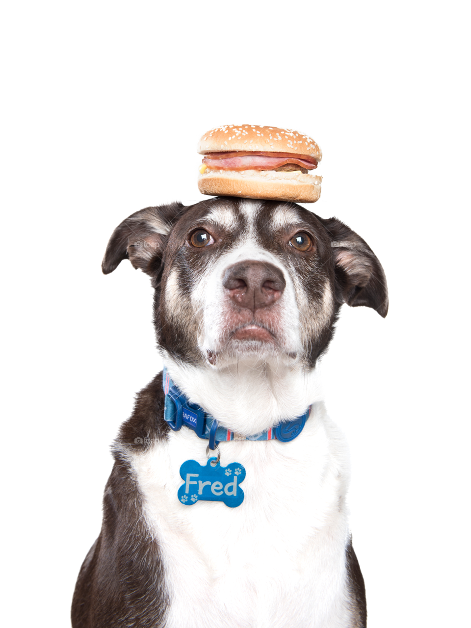 Dog with burguer