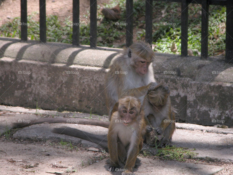 family temple monkeys sri lanka by jpt4u
