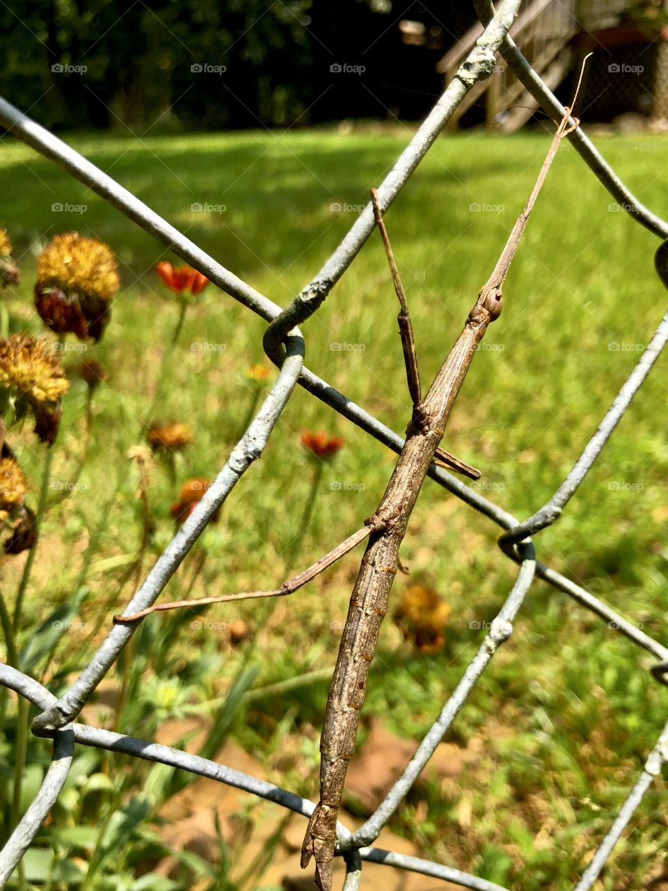 Walking stick trying to blend in with chain link fence in backyard 