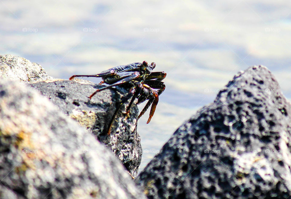 Hello Crab. Crabs.... Beautiful.... Yummy:)