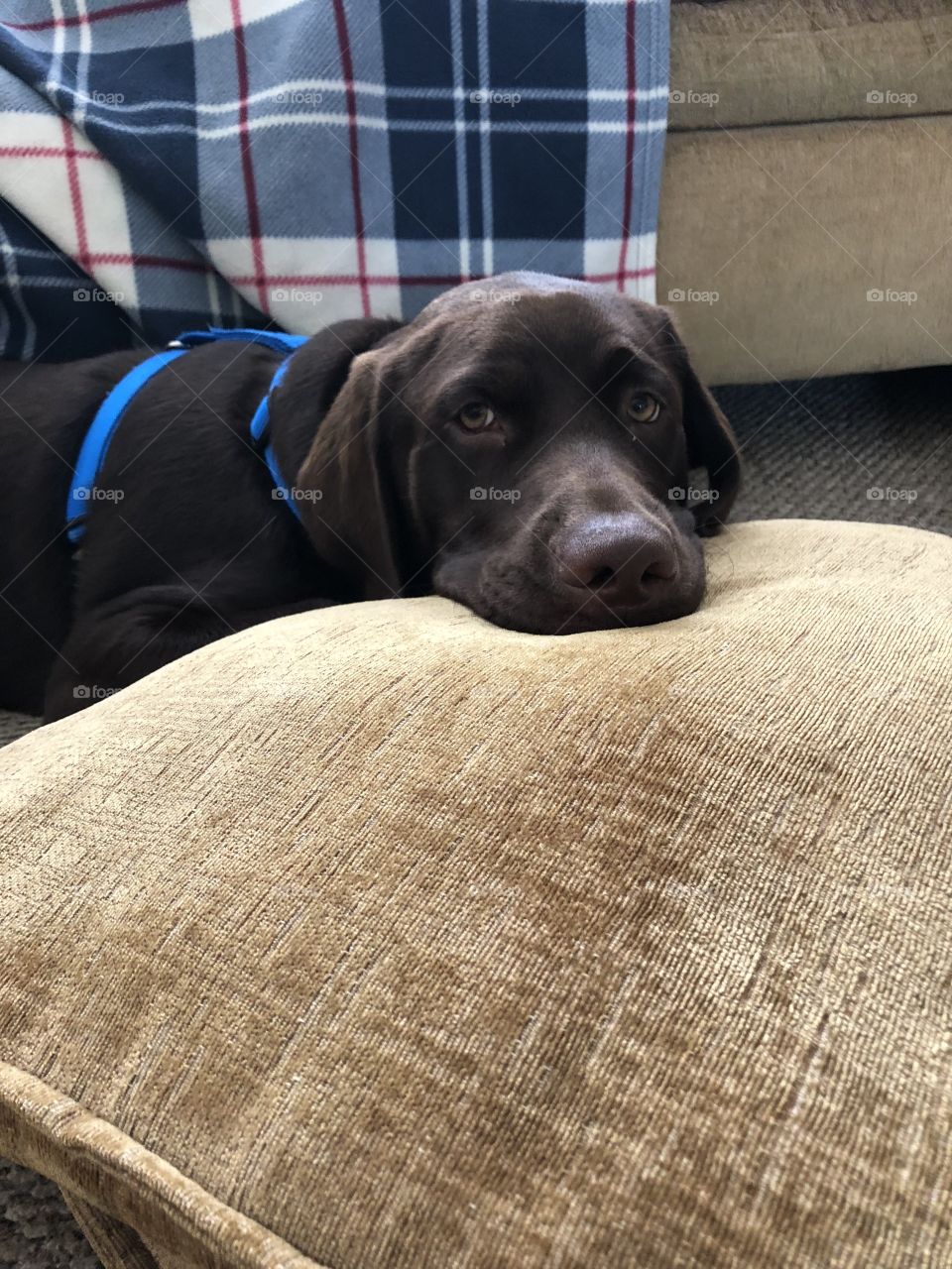 A chocolate lab puppy lays his head on a pillow.
