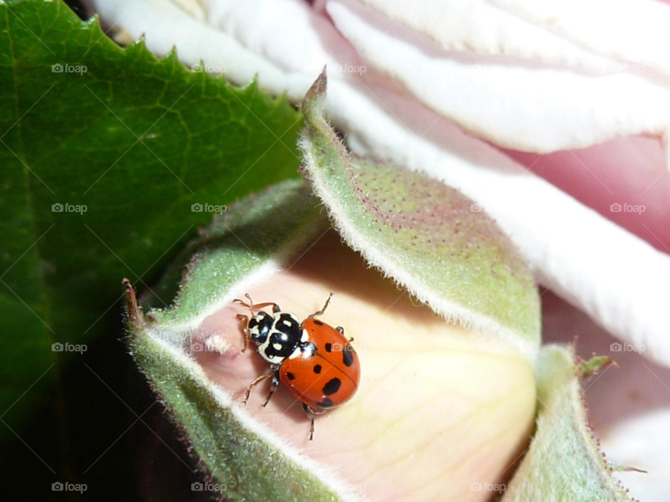 beetle lady bird lady bug by iamschmoo