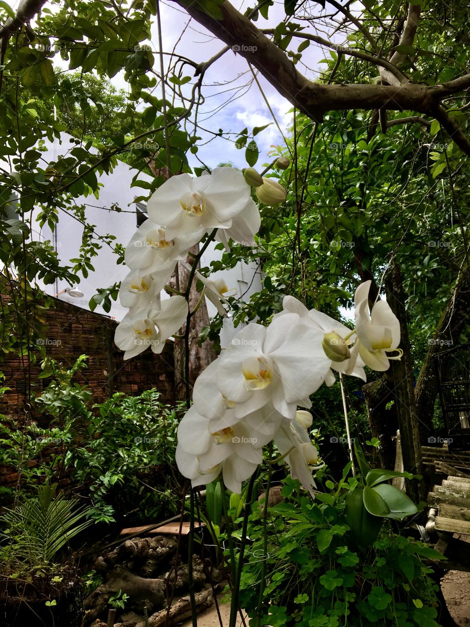 Nature with white orchids