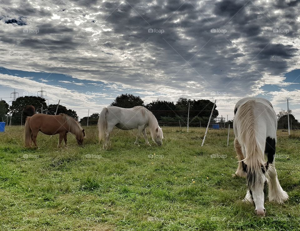 Peaceful Ponies