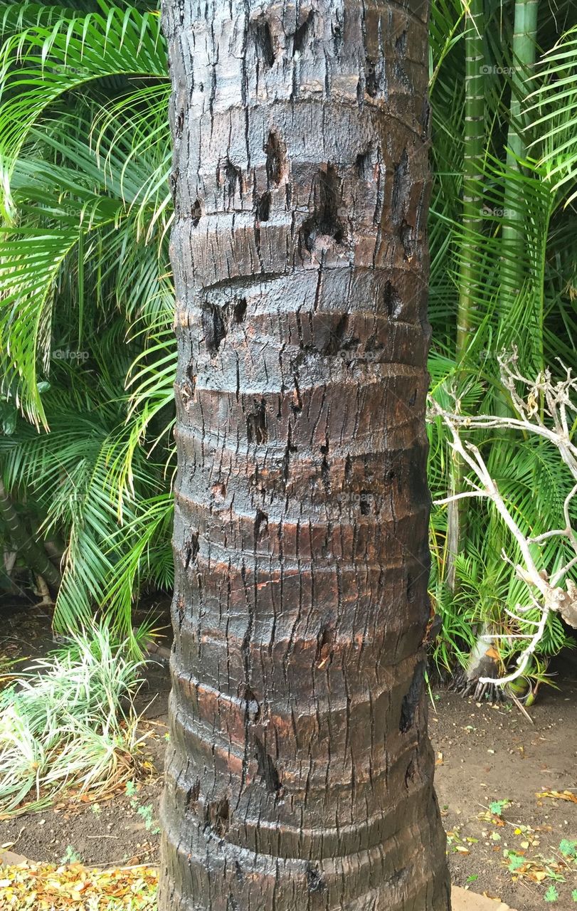 Tree trunk with character 