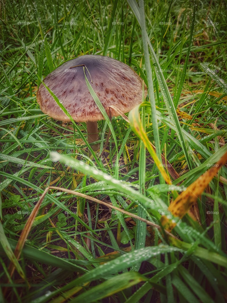 Wet Grass with mushroom