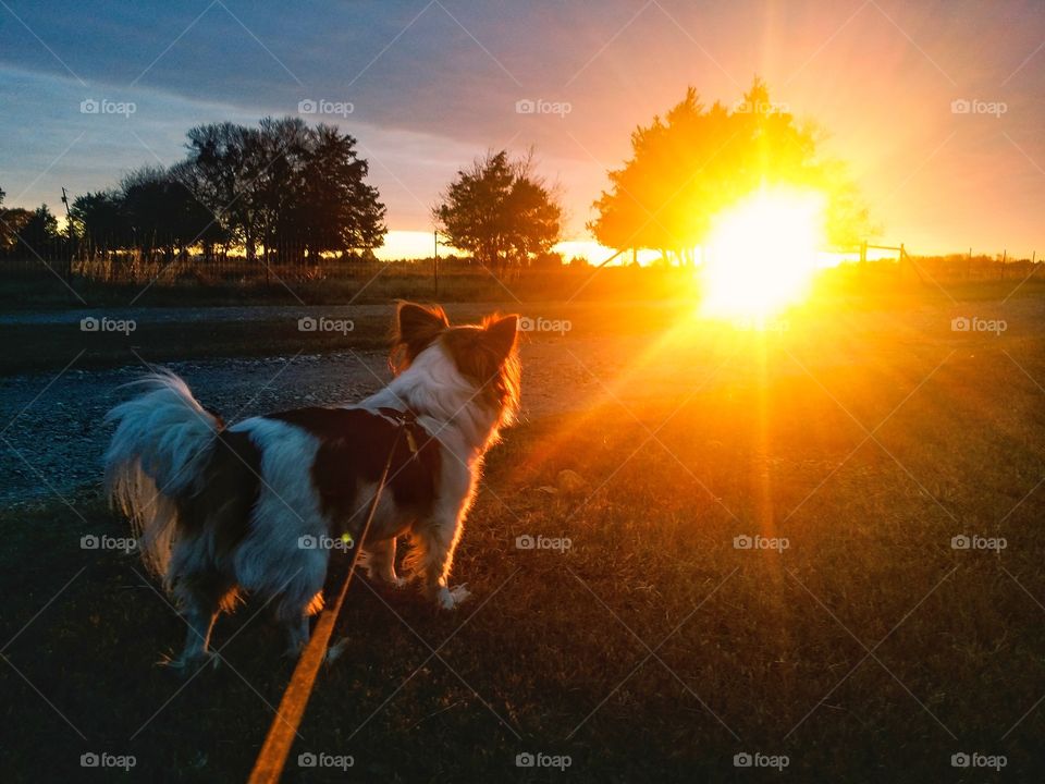 Walking my Papillon dog at sunset on a country road in Texas