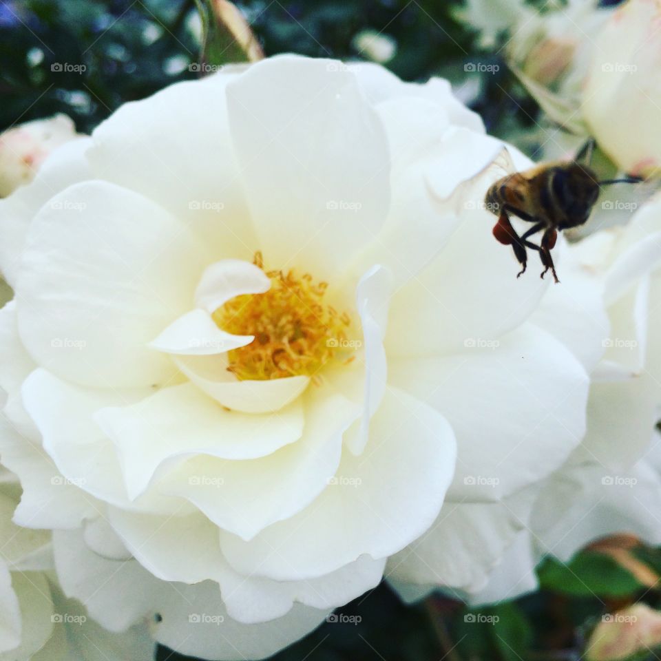 Incoming bee to get some pollen