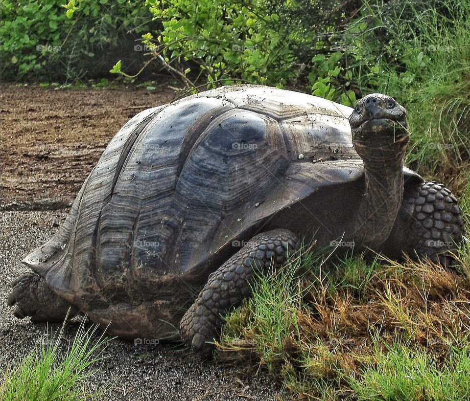 Close-up of tortoise