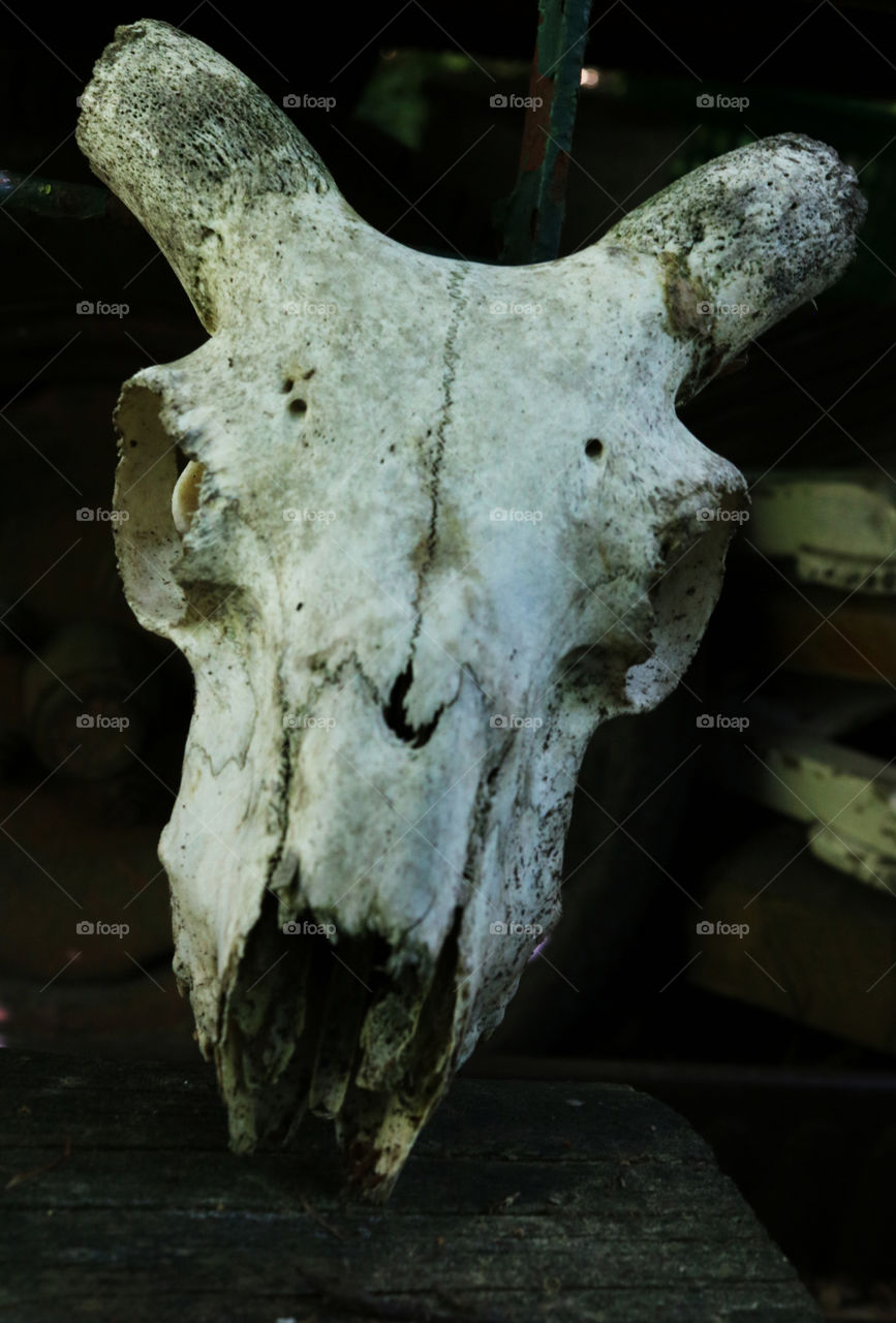 skull again