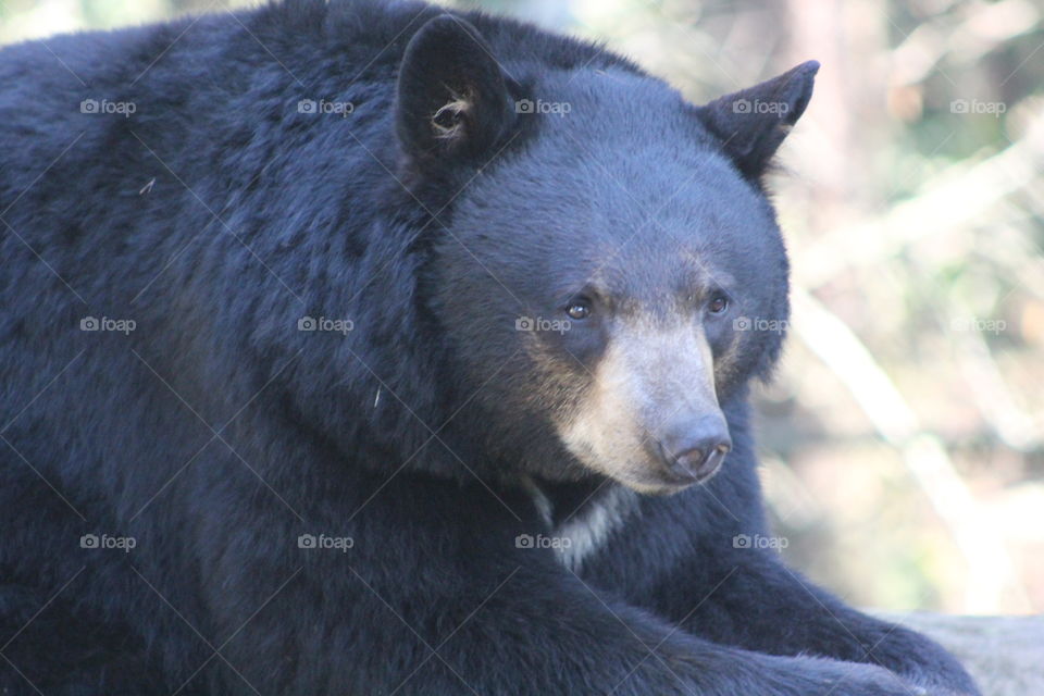 Bear at the Portland Zoo. Bear taking a nap at the Portland Zoo. 