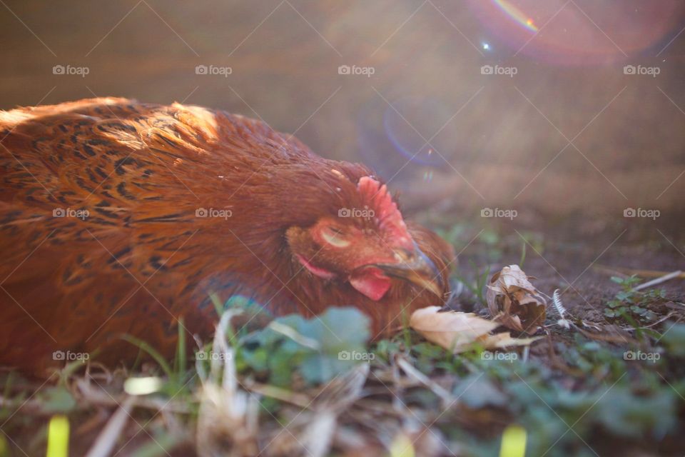 Resting Chicken