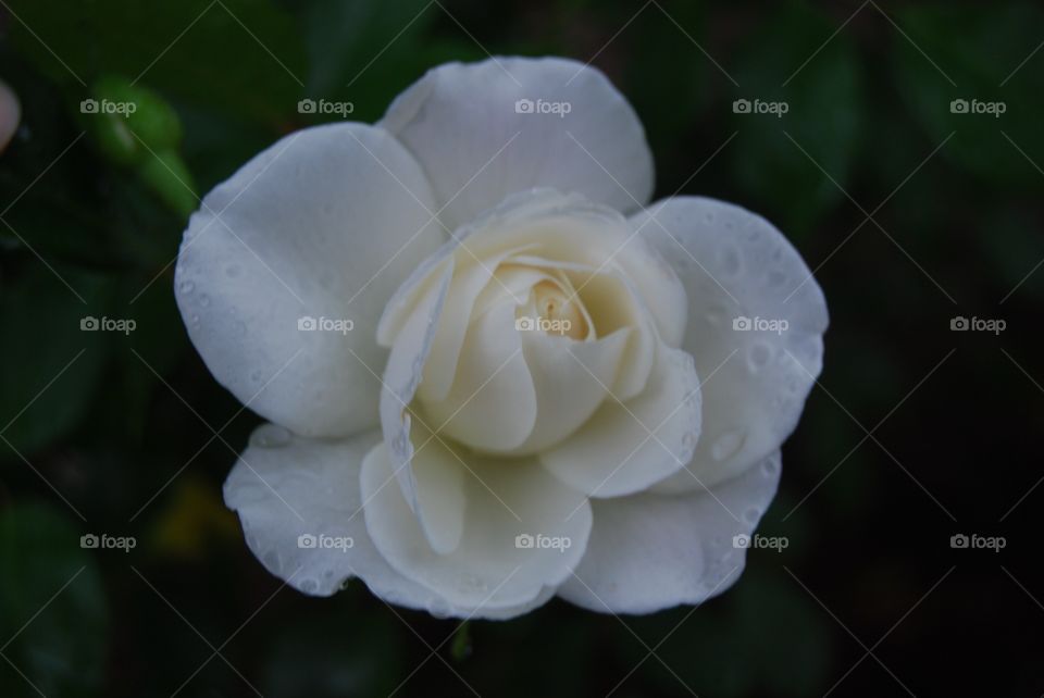 White Rose