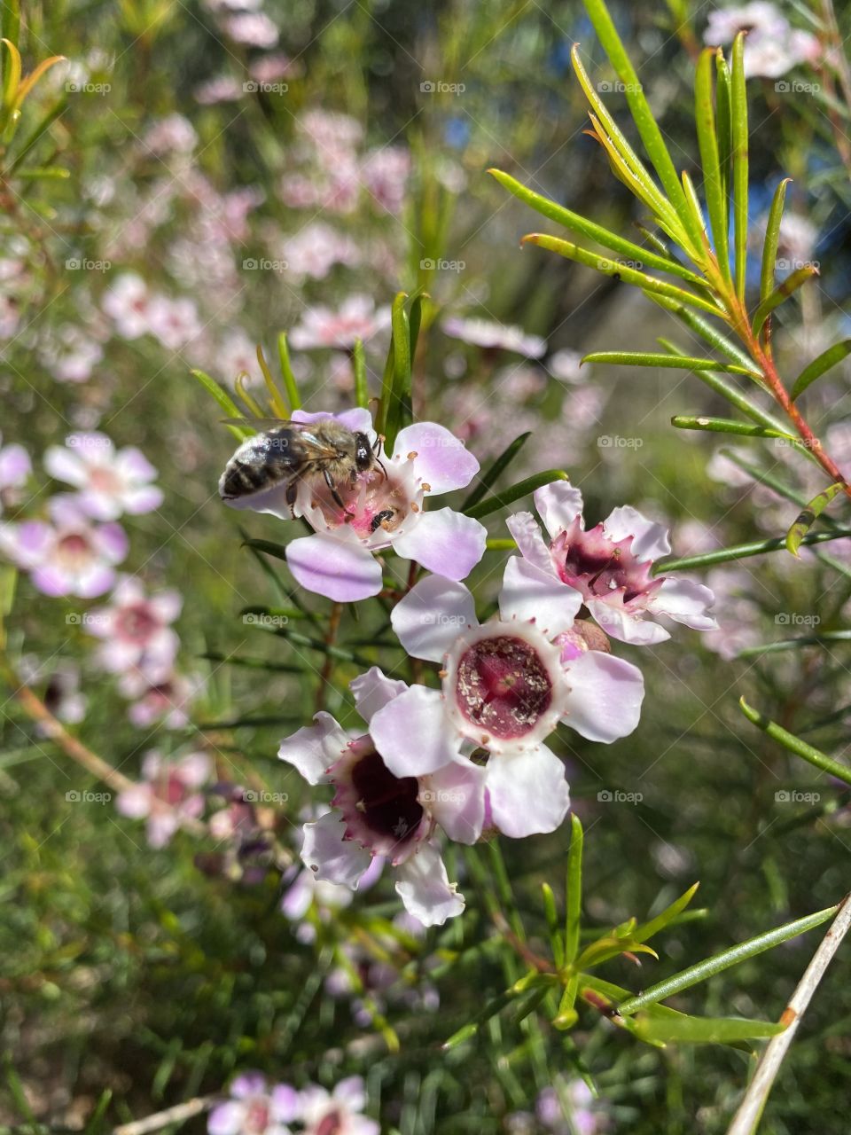Bee on a flower close up