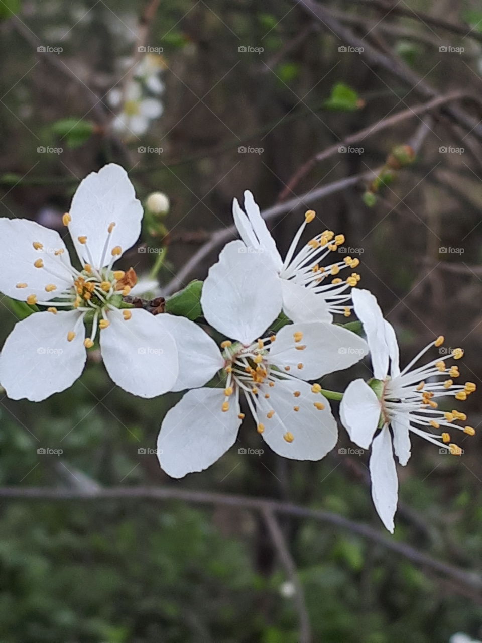 Spring Beauty