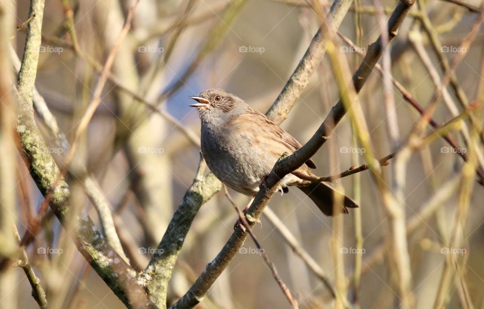 Dunnock