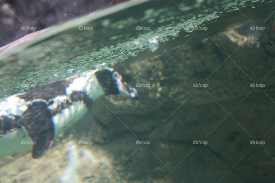 Underwater Penguin // Milwaukee County Zoo // Canon Rebel