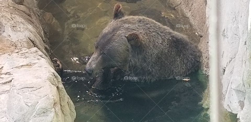 swimming bear