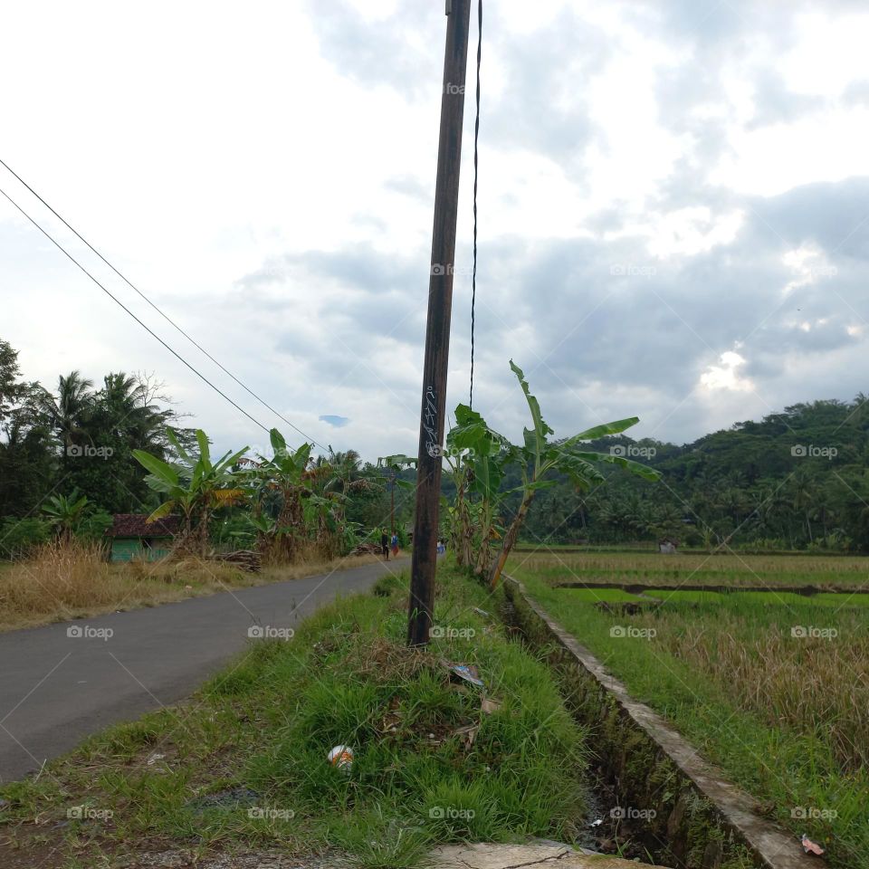 View of the rice fields near the roadside