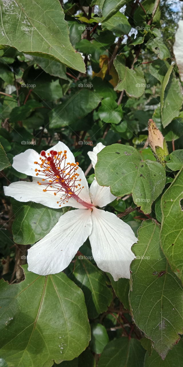 hibiscus