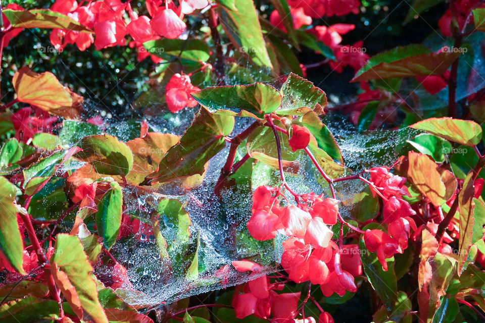 Raindrops trapped in a spider web in a flowerbed.