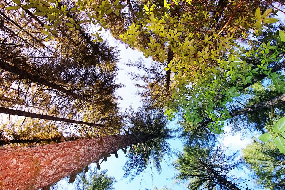 A view of the tree tops in the forest on a hiking trail in the Pacific Northwest from below on a beautiful summer day. photo was taken in Oregon.