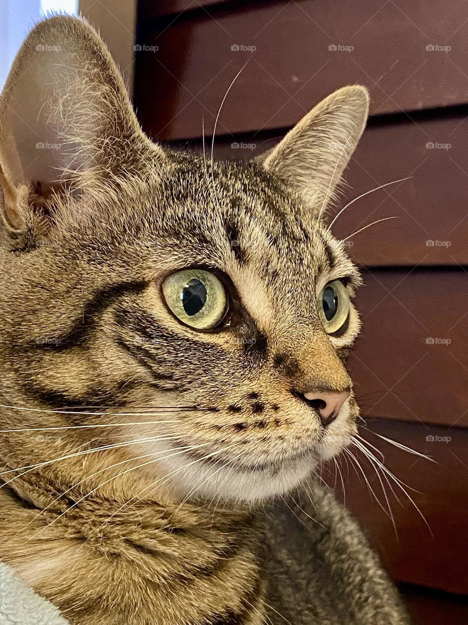 Profile of the face of a brown tabby cat