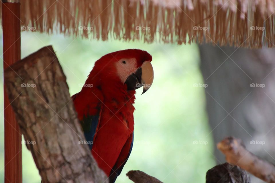 Red Parrot perched