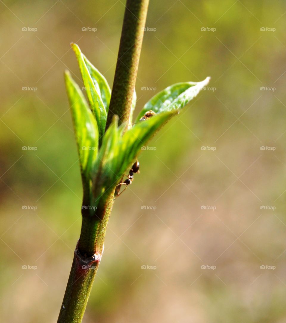 Greenery 