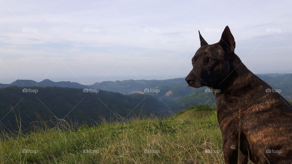 Local resident dog in the top of Mt. Naupa welcomes the mountaineers.